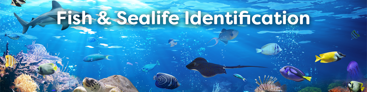 Fish and Sealife Identification Guides